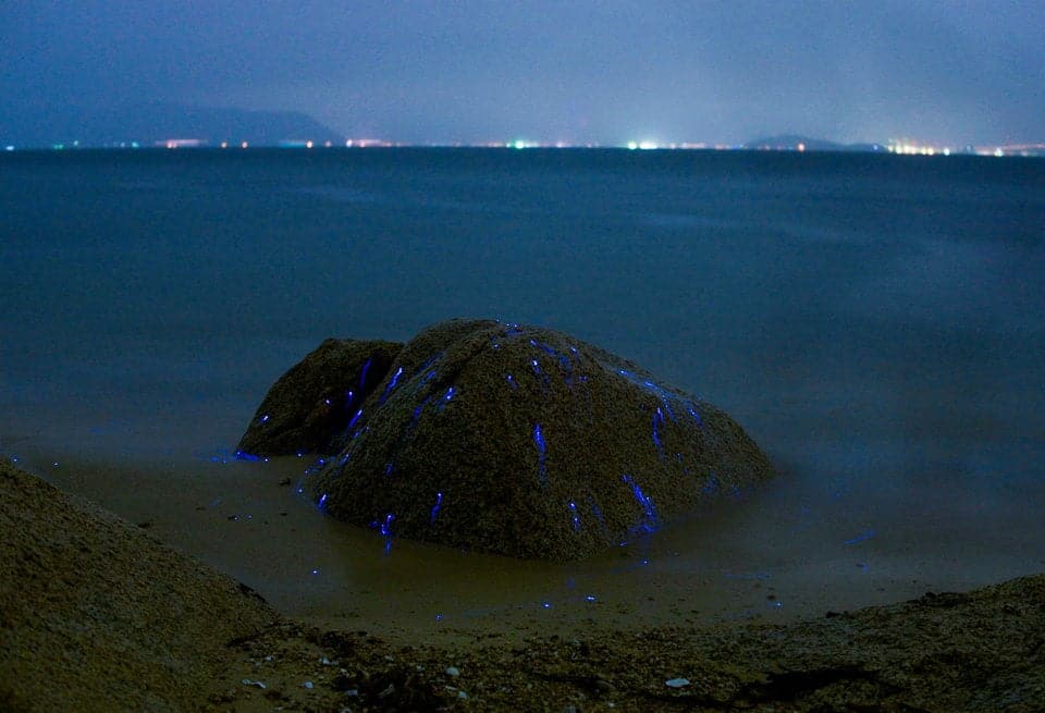 mavi deniz ateş böcekleri, Japonya
